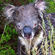 Flickr via Oz_drdolittle